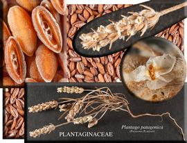   Inflorescence,nbsp;seeds:   Plantago patagonica ; Photo by J. Macdonald, RSABG
